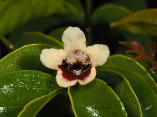 Pandorea pandorana (wonga vine) (alternate view 3)