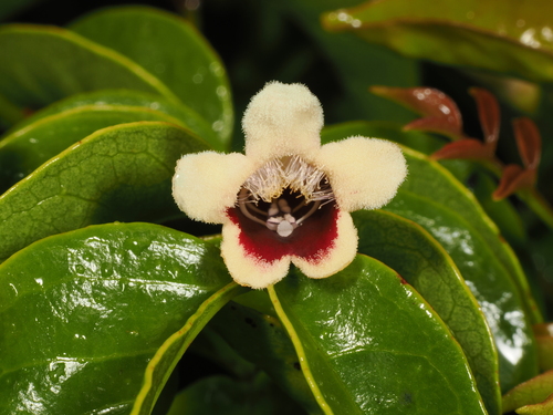 Pandorea pandorana (wonga vine) (alternate view 4)