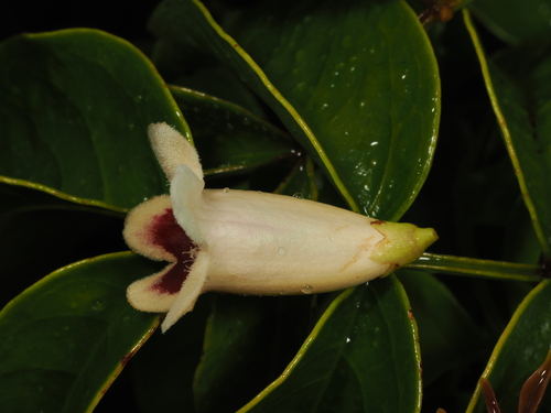 Pandorea pandorana (wonga vine) (alternate view 5)
