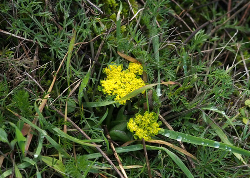 Lomatium utriculatum (Spring Gold Biscuitroot) (alternate view 2)