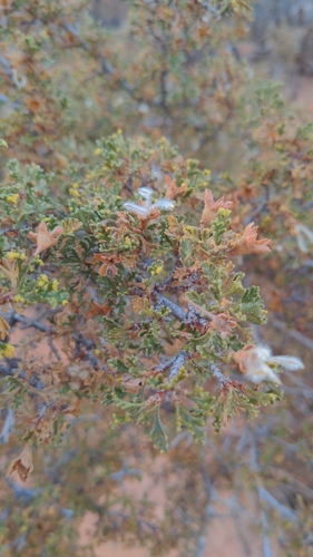 Purshia stansburyana (Stansbury's Cliffrose) (alternate view 5)