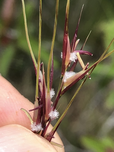 Nassella pulchra (purple needlegrass) (alternate view 10)