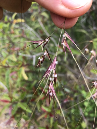 Nassella pulchra (purple needlegrass) (alternate view 9)