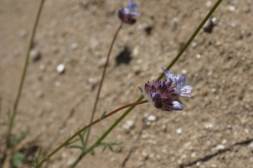 Gilia capitata (bluehead gilia) (alternate view 4)