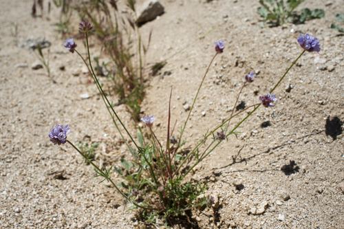 Gilia capitata (bluehead gilia) (alternate view 5)