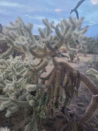 Cylindropuntia fulgida (Chain-fruit Cholla) (alternate view 3)