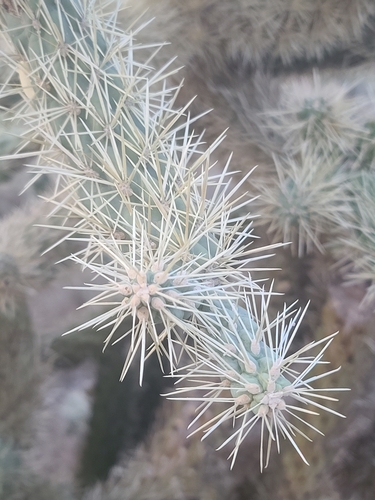 Cylindropuntia fulgida (Chain-fruit Cholla) (alternate view 4)