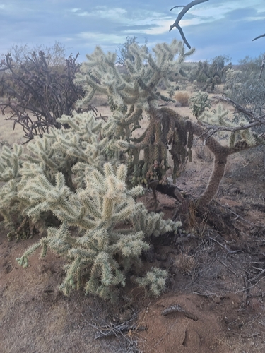Cylindropuntia fulgida (Chain-fruit Cholla) (alternate view 5)