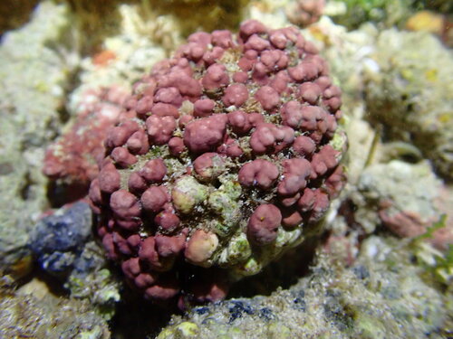 Lithothamnion (Crustose coralline algae) (alternate view 7)