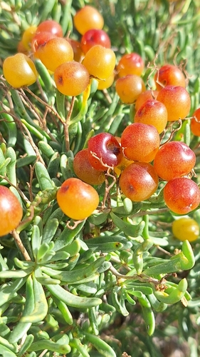 Nitraria billardierei (nitre bush) (alternate view 2)