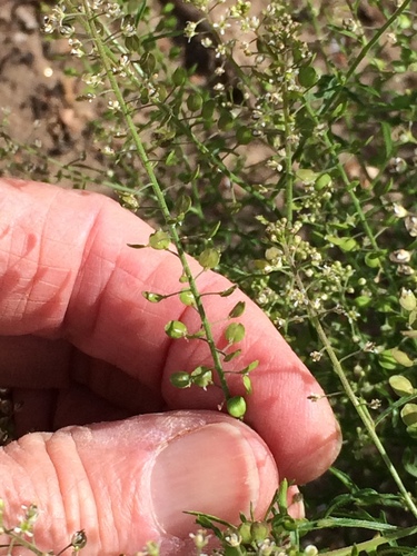Lepidium nitidum (Shining Pepperweed) (alternate view 2)