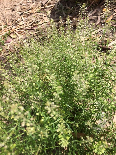 Lepidium nitidum (Shining Pepperweed) (alternate view 3)