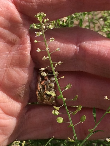 Lepidium nitidum (Shining Pepperweed)