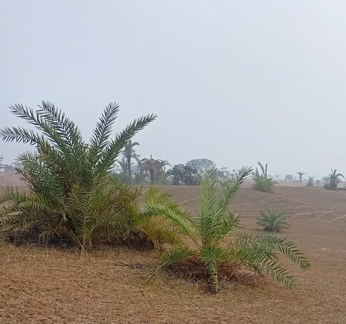 Phoenix sylvestris (Silver Date Palm)