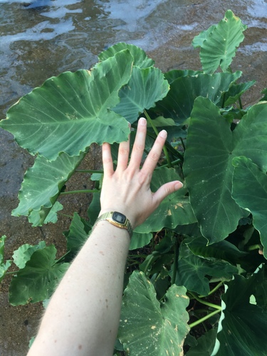 Colocasia esculenta (Taro) (alternate view 2)