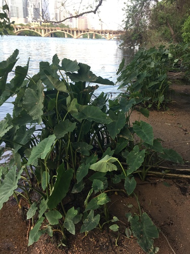 Colocasia esculenta (Taro)
