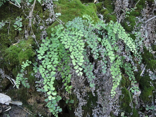 Adiantum capillus-veneris (black maidenhair fern)