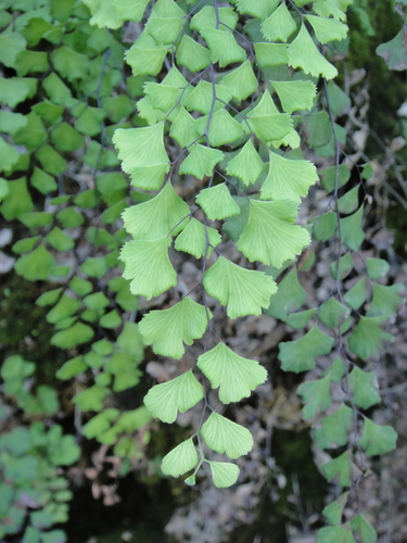 Adiantum capillus-veneris (black maidenhair fern)