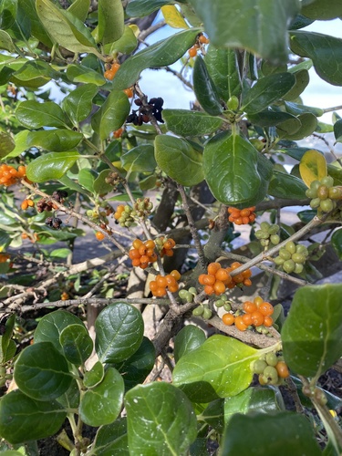 Coprosma repens (Taupata) (alternate view 3)