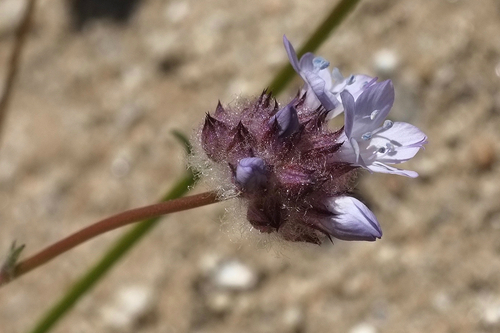 Gilia capitata (bluehead gilia) (alternate view 3)