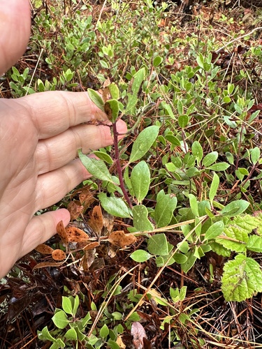 Arctostaphylos hookeri (Mills Manzanita)