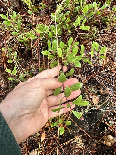 Arctostaphylos hookeri (Mills Manzanita) (alternate view 2)
