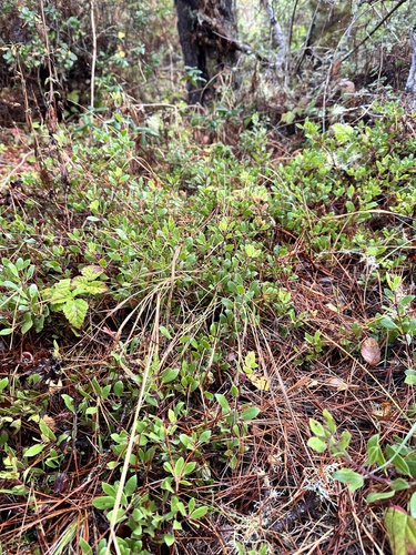 Arctostaphylos hookeri (Mills Manzanita) (alternate view 3)