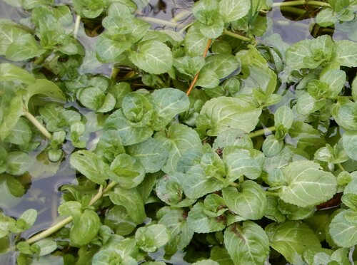 Veronica beccabunga (Brooklime)