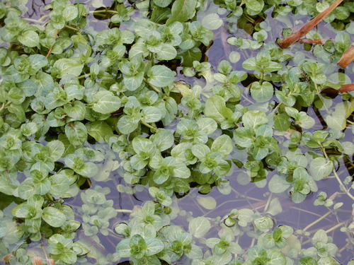 Veronica beccabunga (Brooklime)