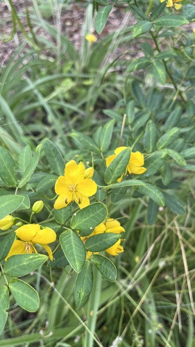 Senna bicapsularis (Butterfly Bush Senna)