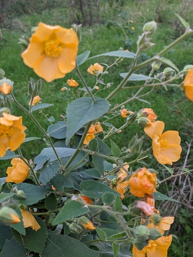 Allowissadula holosericea (velvet-leaf mallow) (alternate view 4)