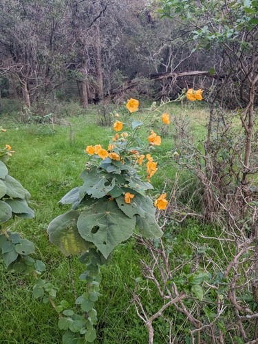 Allowissadula holosericea (velvet-leaf mallow) (alternate view 5)