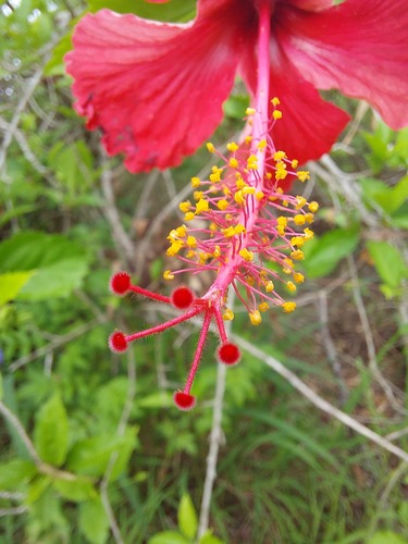 Hibiscus × archeri (Red Hibiscus) (alternate view 5)