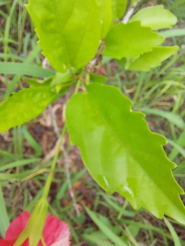 Hibiscus × archeri (Red Hibiscus) (alternate view 6)