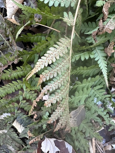 Dryopteris filix-mas (Male Fern)