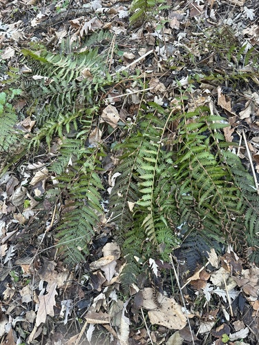 Dryopteris filix-mas (Male Fern)