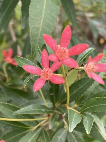 Ceratopetalum gummiferum (New South Wales christmas bush) (alternate view 9)