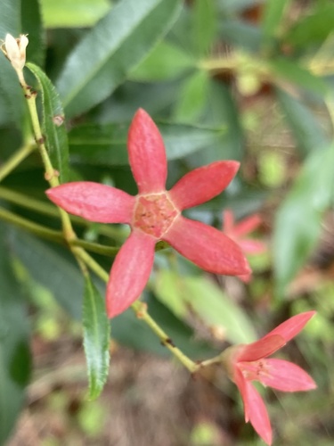 Ceratopetalum gummiferum (New South Wales christmas bush) (alternate view 10)