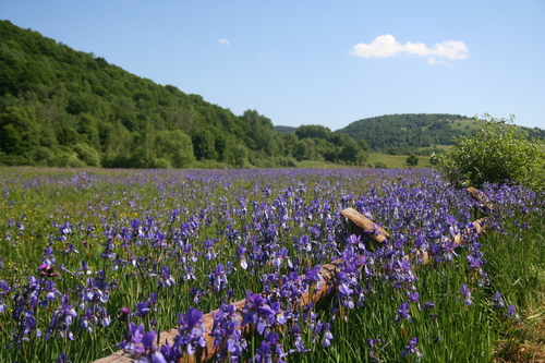 Iris sibirica (Siberian iris) (alternate view 3)