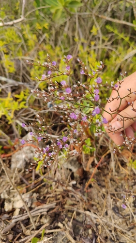 Limonium carolinianum (Carolina Sea Lavender) (alternate view 9)