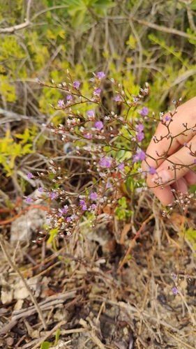 Limonium carolinianum (Carolina Sea Lavender) (alternate view 10)