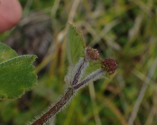 Hydrocotyle hirta (Hairy Pennywort)