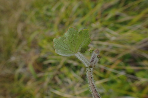 Hydrocotyle hirta (Hairy Pennywort) (alternate view 3)
