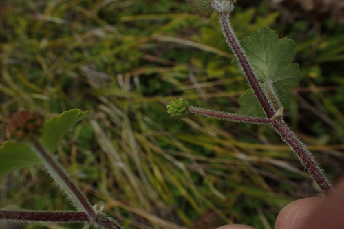 Hydrocotyle hirta (Hairy Pennywort) (alternate view 5)