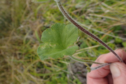 Hydrocotyle hirta (Hairy Pennywort) (alternate view 4)
