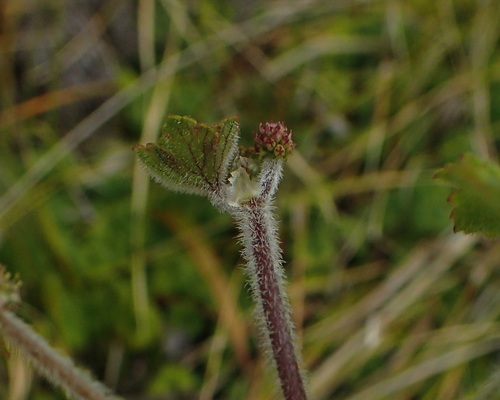 Hydrocotyle hirta (Hairy Pennywort) (alternate view 2)