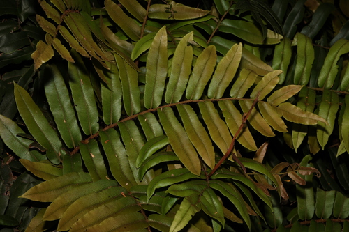 Blechnum wattsii (Hard Water-fern) (alternate view 3)