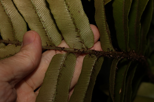 Blechnum wattsii (Hard Water-fern) (alternate view 5)