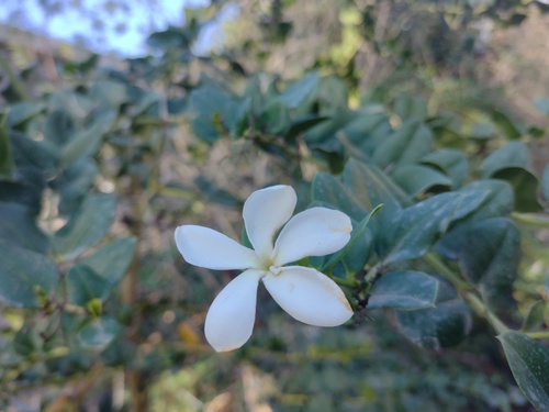 Carissa macrocarpa (Natal Plum) (alternate view 3)