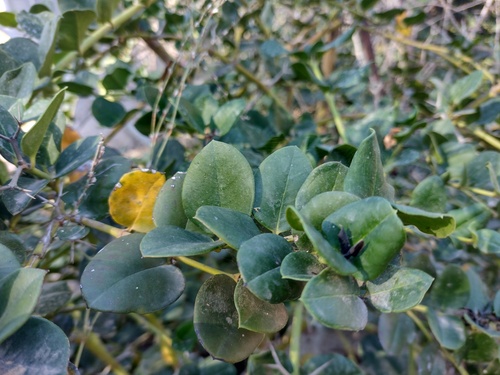 Carissa macrocarpa (Natal Plum) (alternate view 4)